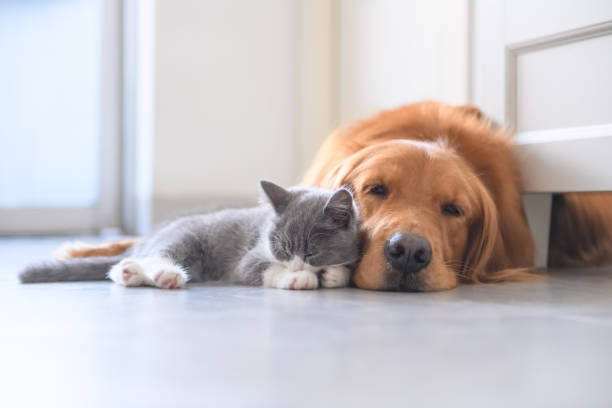 gatinho e golden retriever - cute kitten pics - fotografias e filmes do acervo