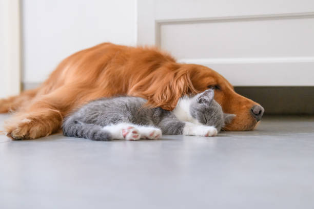 istock Golden Retriever and Kitten 1034210610