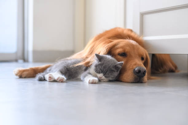 istock Golden Retriever and Kitten 1034210622