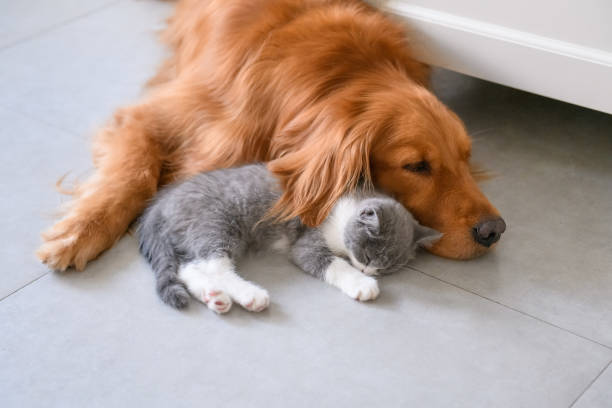 istock Golden Retriever and Kitten 1034210630