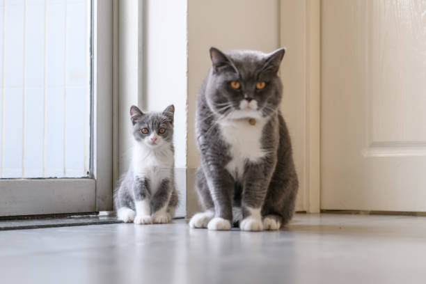 istock British short hair cat Daddy and Kitten 1034210666