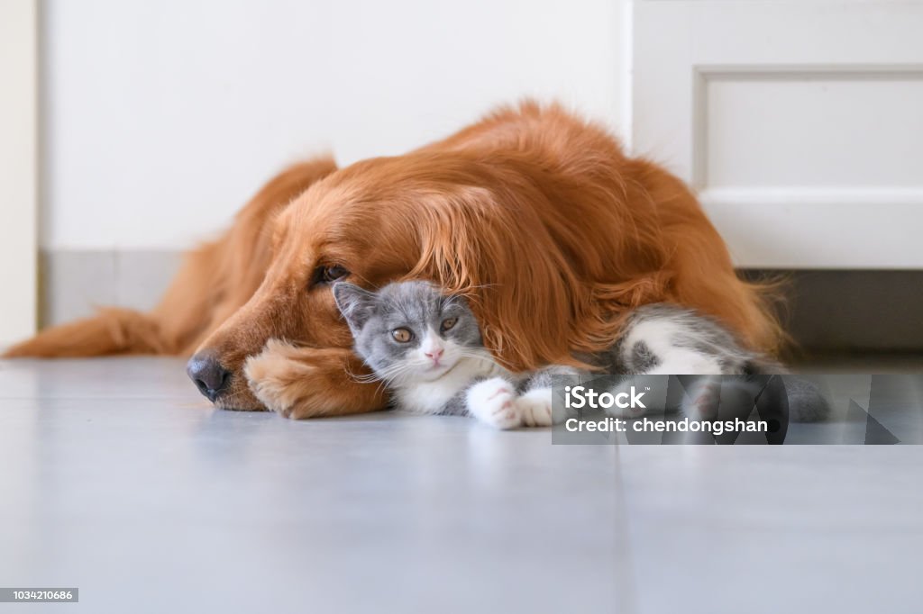 Gatito y perro perdiguero de oro - Foto de stock de Gato doméstico libre de derechos