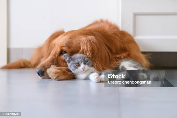 Gatito Y Perro Perdiguero De Oro Foto de stock y más banco de imágenes de Gato doméstico - Gato doméstico, Abrazar, Felicidad