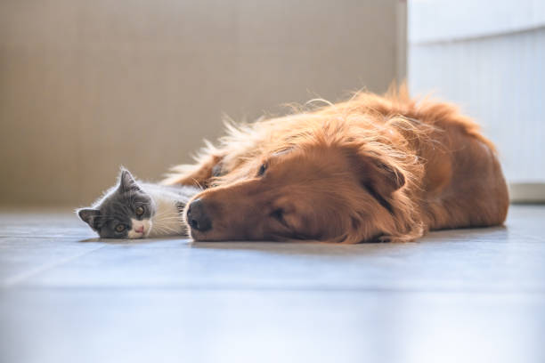 istock Golden Retriever and Kitten 1034210750