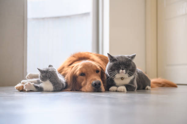 istock Golden Retriever and Kitten 1034210774