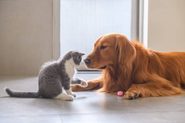 istock Golden Retriever and Kitten 1034210804