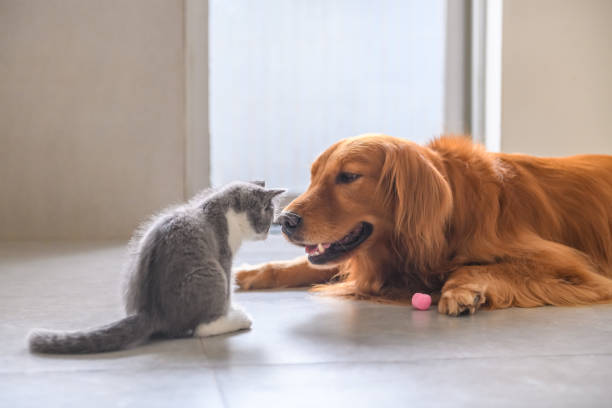 istock Golden Retriever and Kitten 1034210812