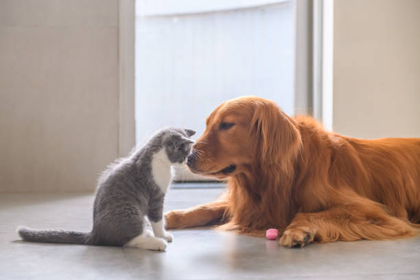 istock Golden Retriever and Kitten 1034210814