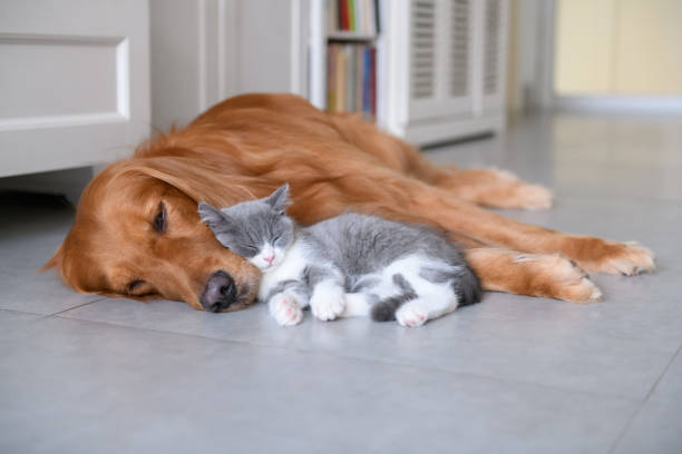 istock Golden Retriever and Kitten 1034210872