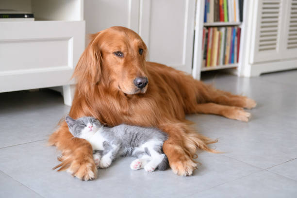istock Golden Retriever and Kitten 1034210892