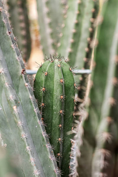istock Cactus of spike with sunlight. 1034211570