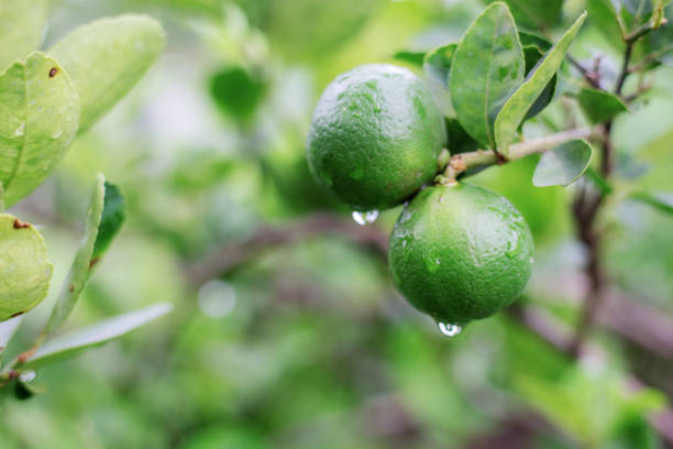istock Lemon of wet in the spring. 1034211656