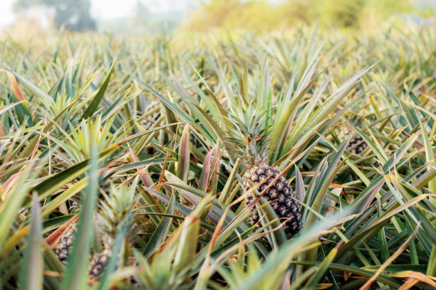 istock Pineapple on plantation with sunrise. 1034211702