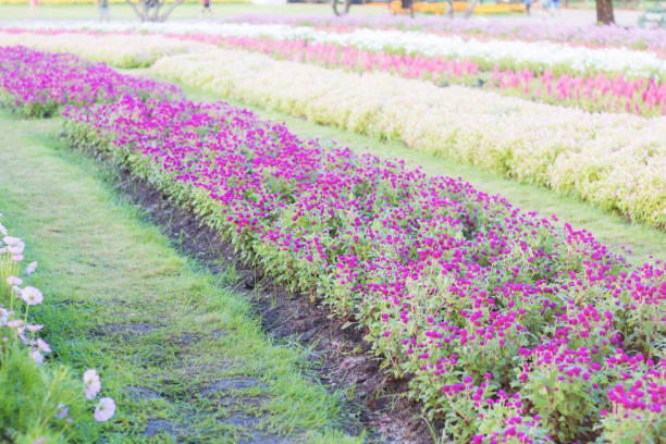 istock Purple flower on plantation. 1034211704