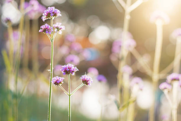 istock Verbena with sunrise. 1034211776
