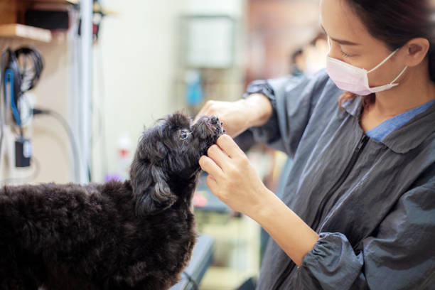 istock Women are cleaning a dog. 1034211826