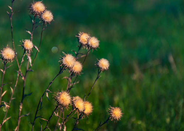 istock Summer flowers bloomming 1034211852
