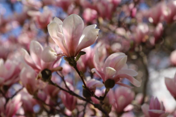 istock Pink Magnolie flowers. 1034212090