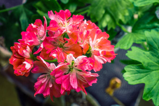 istock Summer flowers bloomming 1034217164
