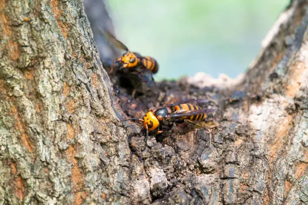 Photo of Asian giant hornets make its nest on a tree trunk.