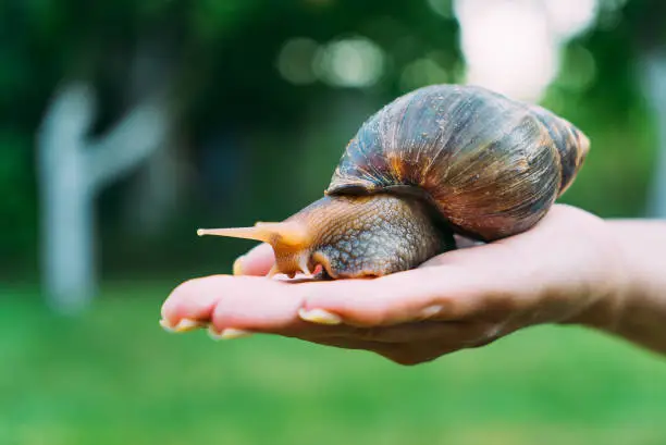 Photo of a human hand holds a snail in the palm in the street in the summer