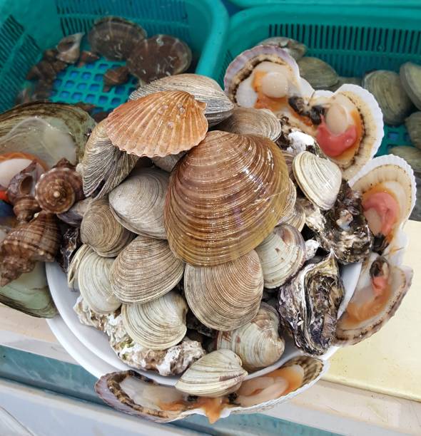 istock lots of seashells 1034224224