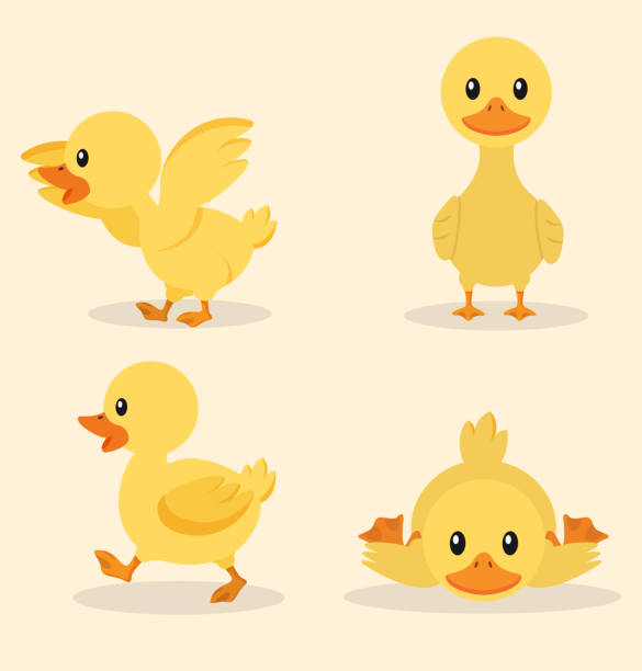 sevimli sarı ördek koleksiyonu kümesi - ördek su kuşu stock illustrations