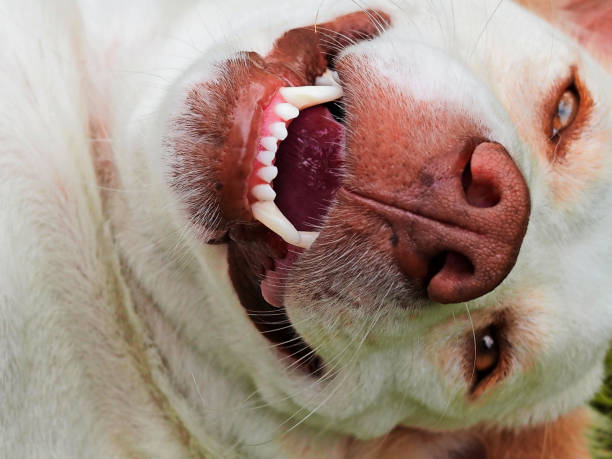 istock white dog close up, happy and smile feeling 1034228296