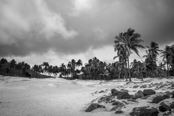 istock Palm trees on Anakena beach, easter island. Black and white picture 1034228486