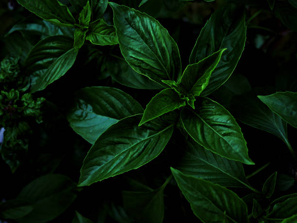 istock fresh concept, water droplet on green leaf in the nature after raining 1034228598