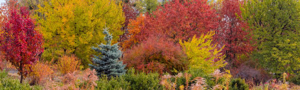 Wide panorama of the plantations of trees and shrubs with autumn varicolored leaves