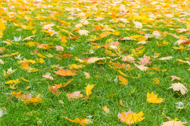 istock Lawn with wet grass and autumn maple leaves 1034228956