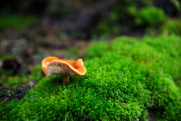 istock Mushroom growing in the moss in a forest. 1034229056