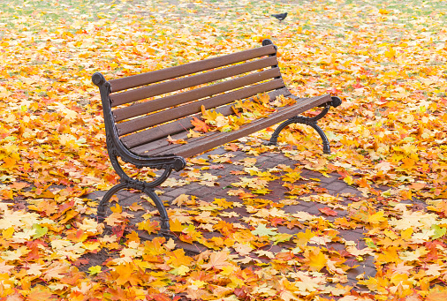 Garden bench made of steel frame and brown wooden planks among of the fallen maple leaves on a cloudy day