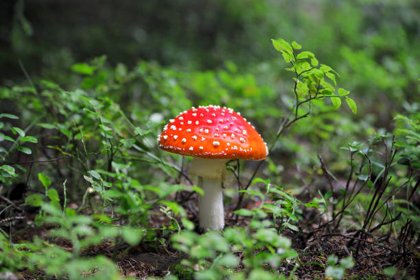 fly agaric growing in a forest. - magic mushroom imagens e fotografias de stock