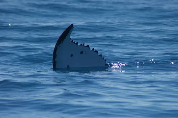 Humpback Whale, Hervey Bay, Australia