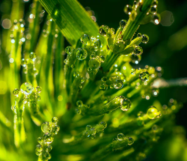 istock Morning nature in sunlight and dew 1034232006