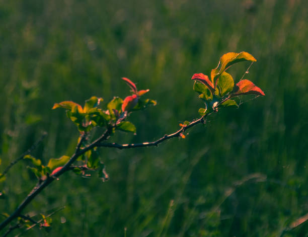 Just a photo of a morning nature in sunlight of rising un and dewJust a photo of a morning nature in sunlight of rising un and dew