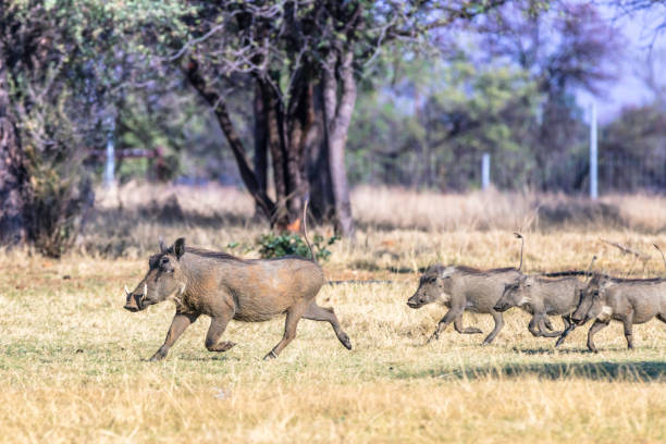 gemeinsamen warzenschwein (phacochoerus africanus) ausgeführt - warzenschwein stock-fotos und bilder