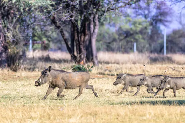 Running warthog with its three siblings trailing behind, seen at Roodeplaat nature reserve, South Africa.