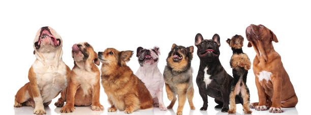 istock adorable group of eight curious dogs looking up 1034232932