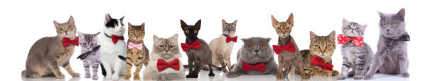istock many adorable cats wearing elegant bowties on white background 1034233008