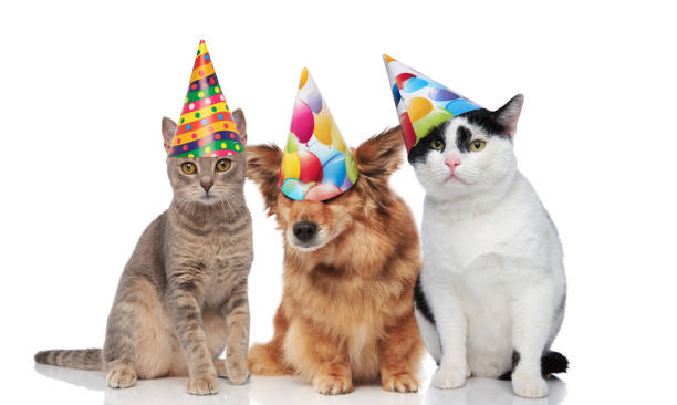 istock three mixed pets wearing colorful birthday caps 1034235444