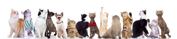 istock curious group of cute cats looking up 1034235470