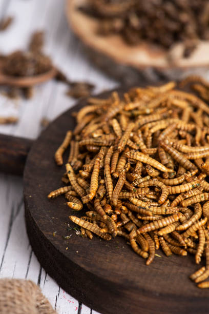 istock edible fried worms and crickets 1034235622