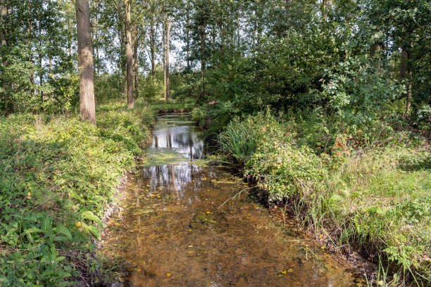 istock Narrow brook with crystal clear water in a Dutch forest 1034235708