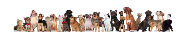 istock cats and dogs looking up while wearing bowties and collars 1034235716