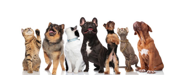 istock group of seven cute and curious pets looking up 1034235756
