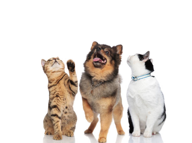 istock two curious cats and a pomeranian looking up 1034236044