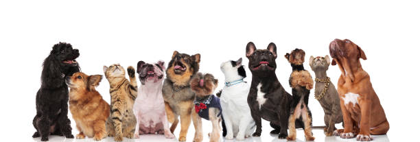 istock adorable team of curious different pets looking up 1034236086